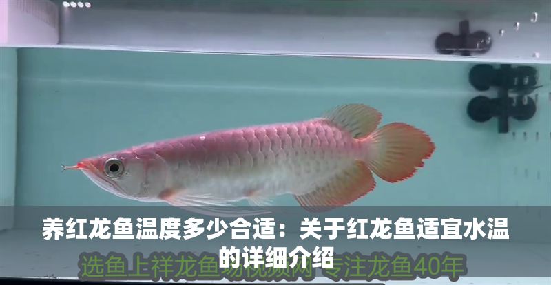 養紅龍魚溫度多少合適：關于紅龍魚適宜水溫的詳細介紹