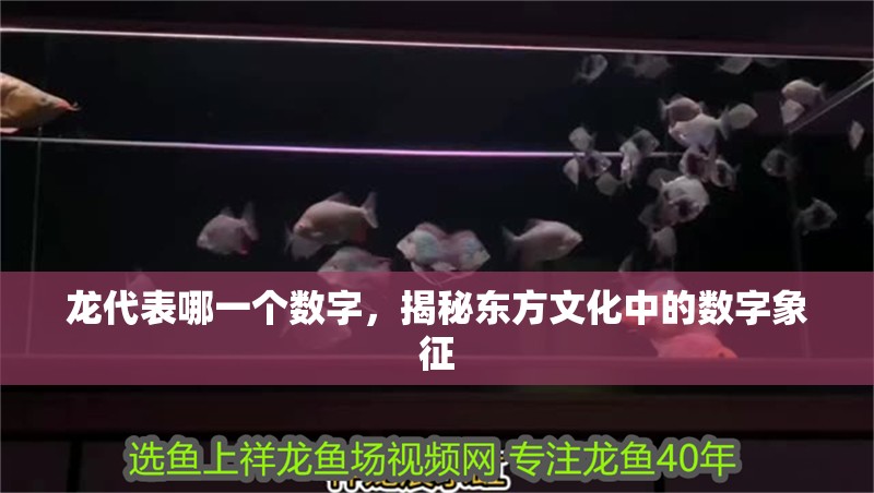 龍代表哪一個數字，揭秘東方文化中的數字象征