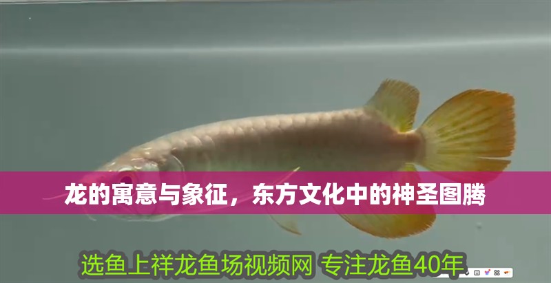龍的寓意與象征，東方文化中的神圣圖騰 龍的寓意與象征，東方文化中的神圣圖騰 龍魚百科 第1張