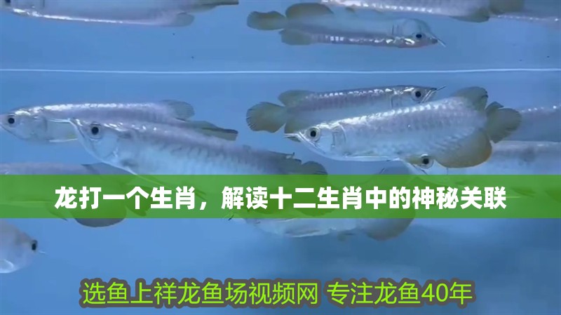 龍打一個生肖，解讀十二生肖中的神秘關(guān)聯(lián)