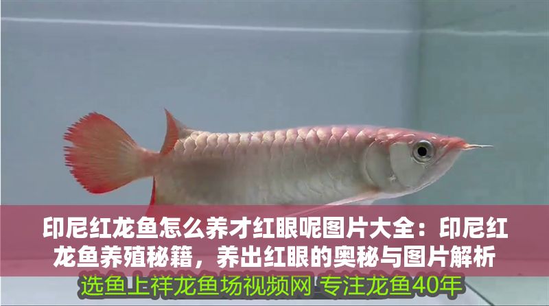 印尼紅龍魚怎么養才紅眼呢圖片大全：印尼紅龍魚養殖秘籍，養出紅眼的奧秘與圖片解析