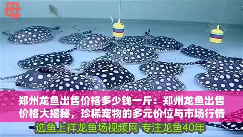 鄭州龍魚出售價格多少錢一斤：鄭州龍魚出售價格大揭秘，珍稀寵物的多元價位與市場行情