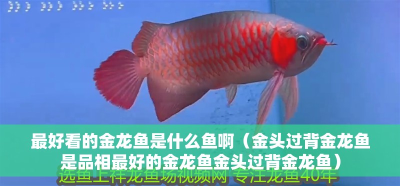 最好看的金龍魚是什么魚啊（金頭過背金龍魚是品相最好的金龍魚金頭過背金龍魚）