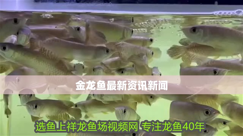 金龍魚最新資訊新聞
