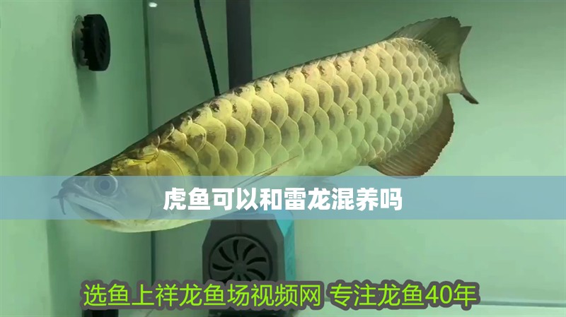 虎魚可以和雷龍混養嗎 虎魚可以和雷龍混養嗎 龍魚百科 第1張