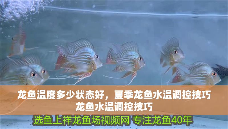 龍魚溫度多少狀態好，夏季龍魚水溫調控技巧龍魚水溫調控技巧