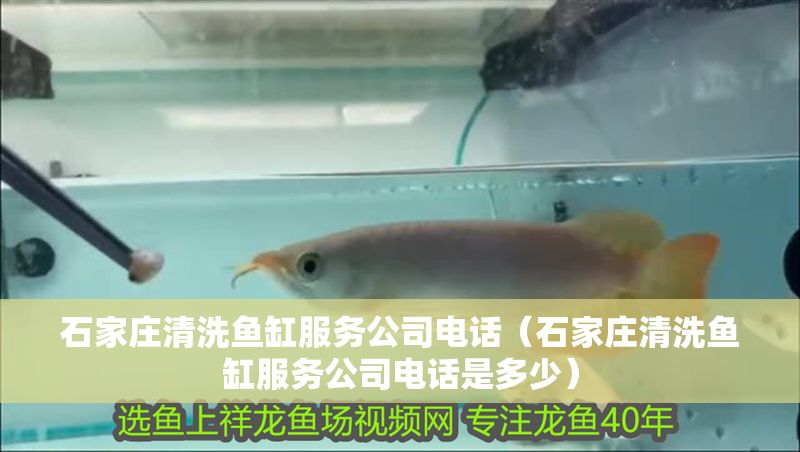 石家莊清洗魚缸服務公司電話（石家莊清洗魚缸服務公司電話是多少）