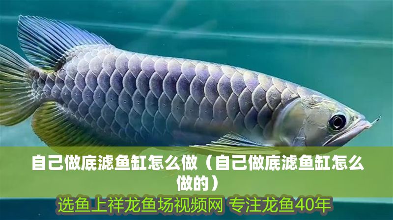 自己做底濾魚缸怎么做（自己做底濾魚缸怎么做的）
