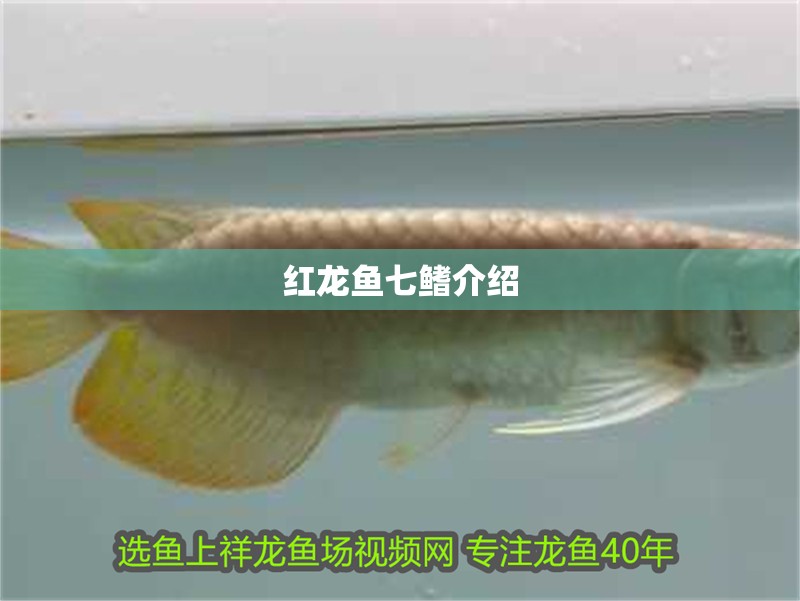 紅龍魚(yú)七鰭介紹