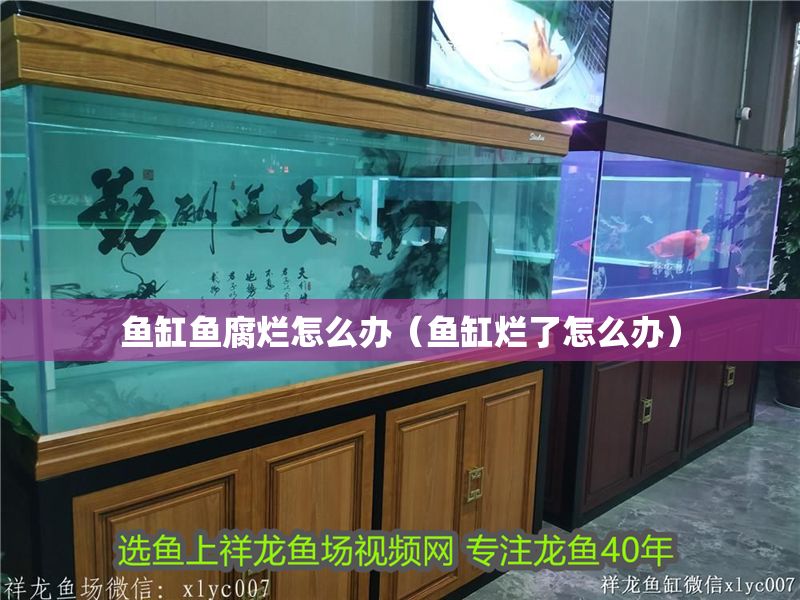 魚(yú)缸魚(yú)腐爛怎么辦（魚(yú)缸爛了怎么辦）
