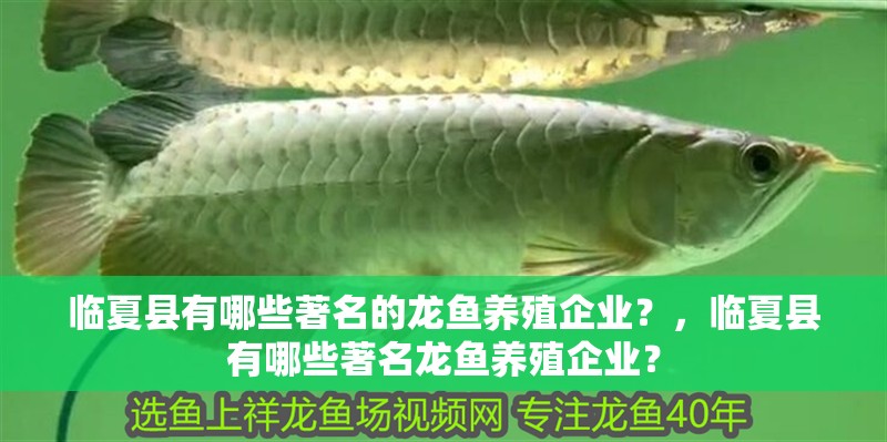 臨夏縣有哪些著名的龍魚養殖企業？，臨夏縣有哪些著名龍魚養殖企業？