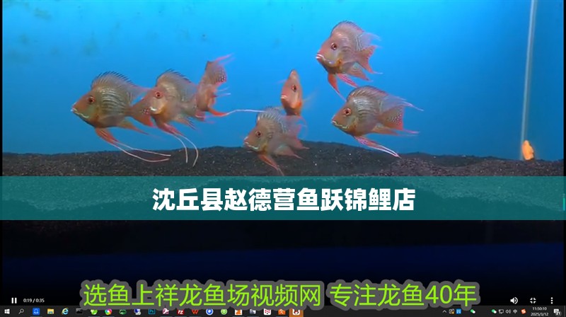 沈丘縣趙德營魚躍錦鯉店 全國水族館企業名錄 第1張 沈丘縣趙德營魚躍錦鯉店 沈丘縣趙德營魚躍錦鯉店 全國水族館企業名錄 第1張