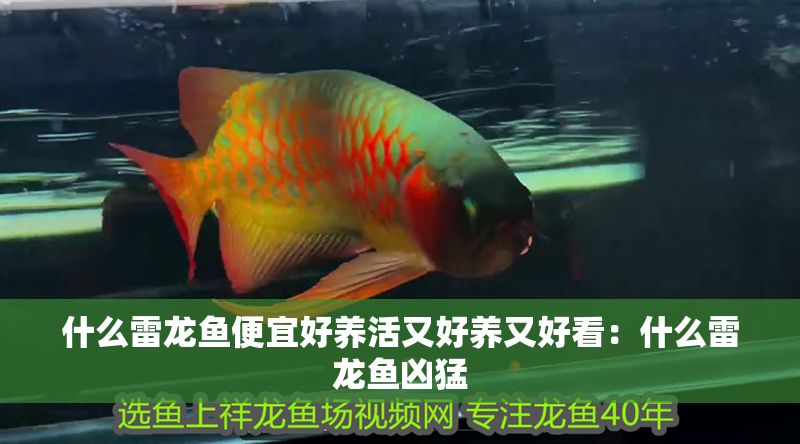 什么雷龍魚便宜好養(yǎng)活又好養(yǎng)又好看：什么雷龍魚兇猛