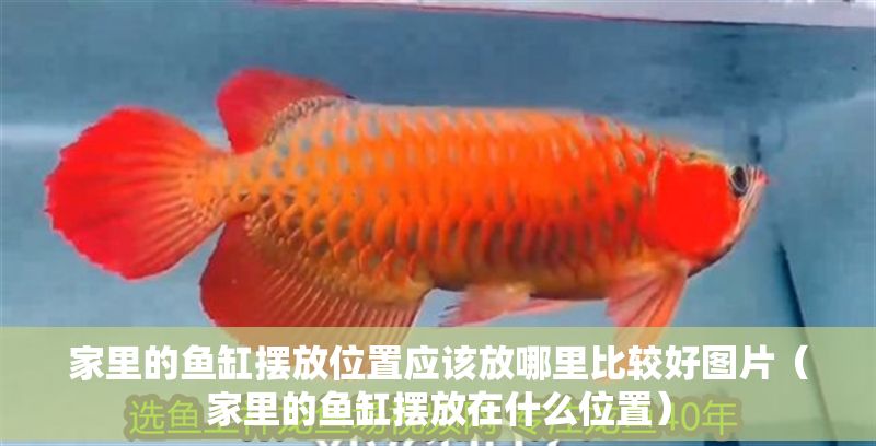 家里的魚缸擺放位置應該放哪里比較好圖片（家里的魚缸擺放在什么位置） 家里的魚缸擺放位置應該放哪里比較好圖片（家里的魚缸擺放在什么位置） 龍魚百科 第1張