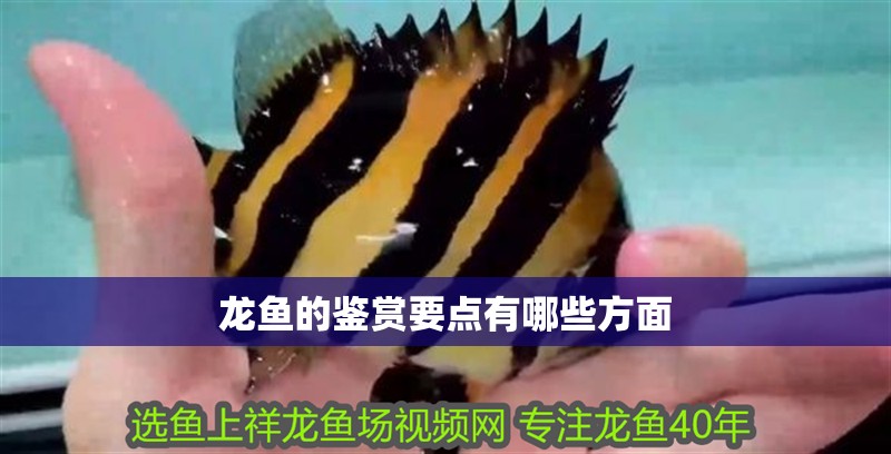龍魚的鑒賞要點有哪些方面