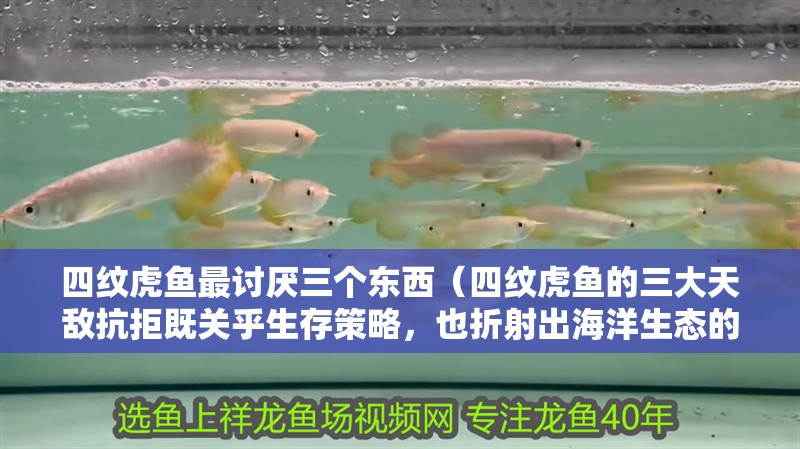 四紋虎魚最討厭三個東西（四紋虎魚的三大天敵抗拒既關乎生存策略，也折射出海洋生態的微妙平衡） 四紋虎魚最討厭三個東西（四紋虎魚的三大天敵抗拒既關乎生存策略，也折射出海洋生態的微妙平衡） 龍魚論壇