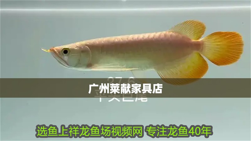 廣州萊獻(xiàn)家具店