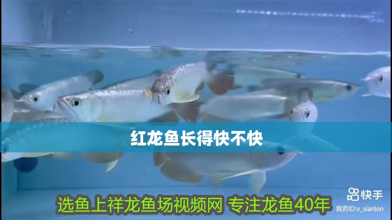 紅龍魚長得快不快