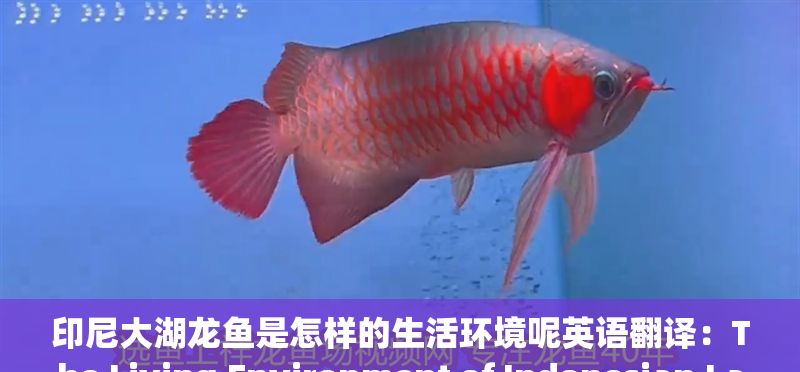 印尼大湖龍魚是怎樣的生活環境呢英語翻譯：The Living Environment of Indonesian Lake Dragon Fish