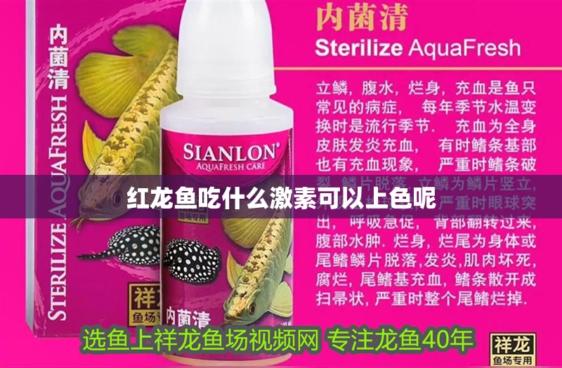 紅龍魚吃什么激素可以上色呢