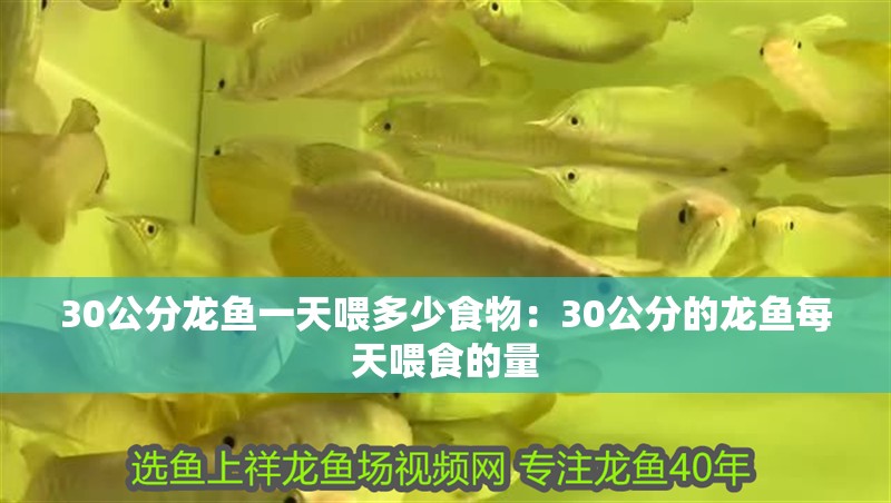 30公分龍魚一天喂多少食物：30公分的龍魚每天喂食的量