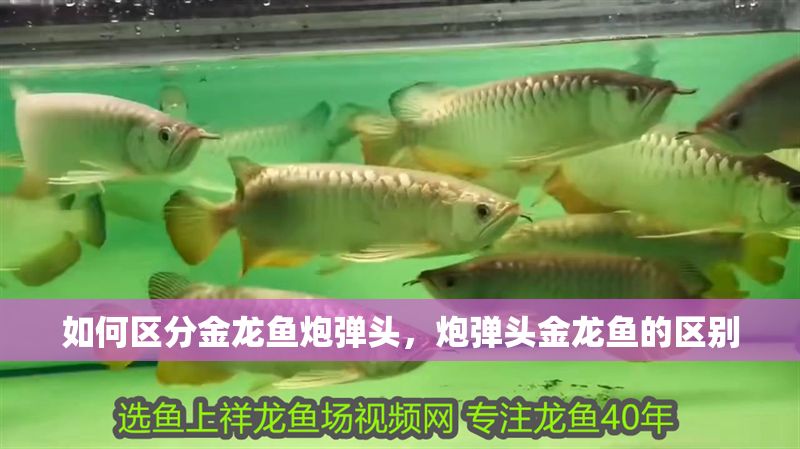 如何區分金龍魚炮彈頭，炮彈頭金龍魚的區別