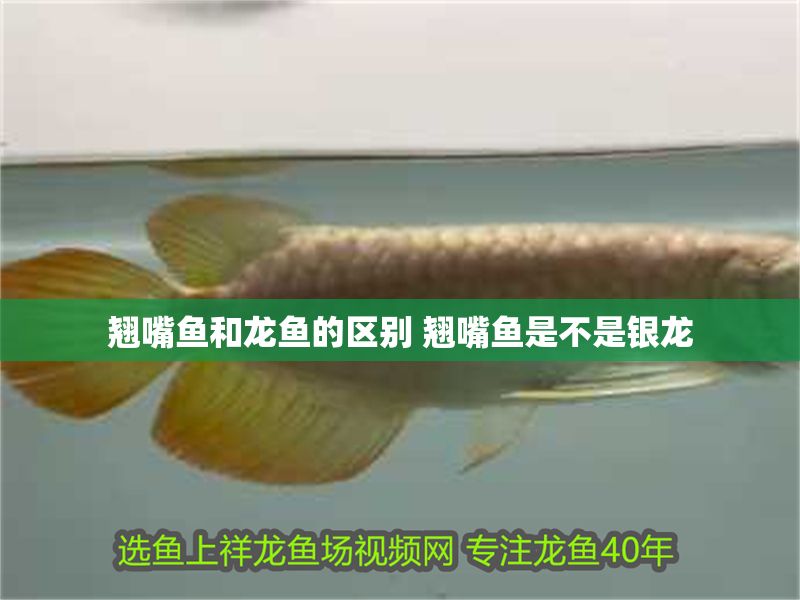 翹嘴魚和龍魚的區別 翹嘴魚是不是銀龍