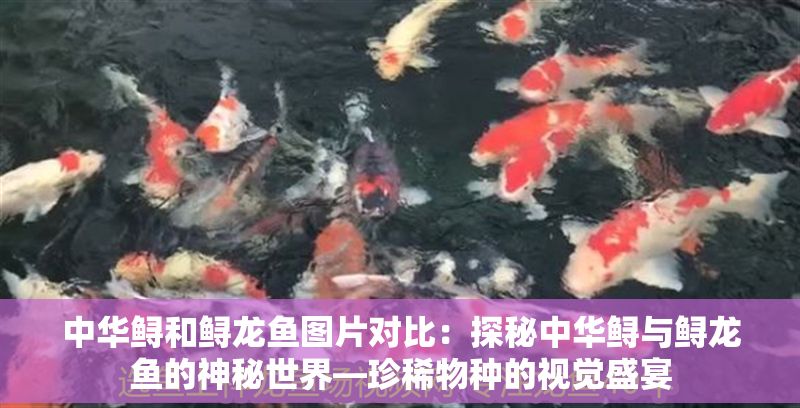 中華鱘和鱘龍魚圖片對比：探秘中華鱘與鱘龍魚的神秘世界—珍稀物種的視覺盛宴