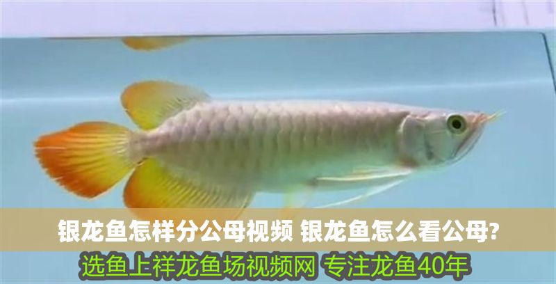 銀龍魚(yú)怎樣分公母視頻 銀龍魚(yú)怎么看公母?