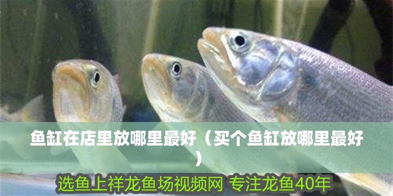 魚缸在店里放哪里最好（買個魚缸放哪里最好）