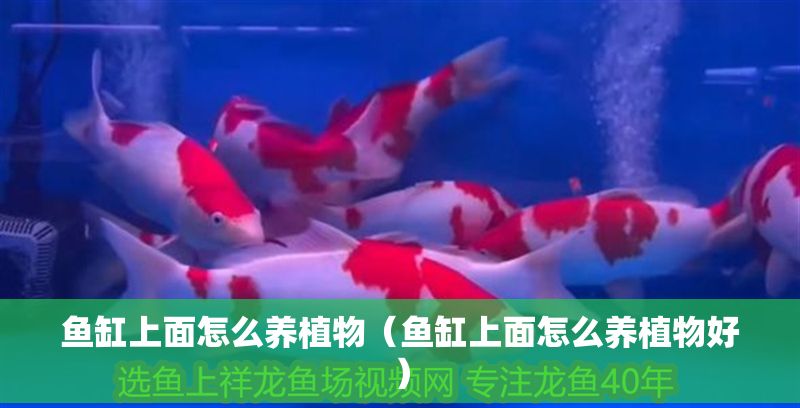 魚缸上面怎么養植物（魚缸上面怎么養植物好） 魚缸上面怎么養植物（魚缸上面怎么養植物好） 龍魚百科 第1張