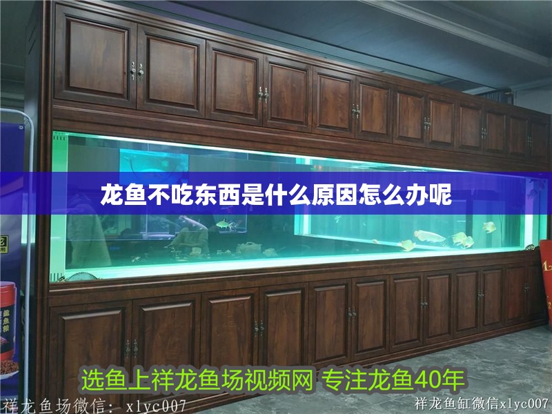 龍魚不吃東西是什么原因怎么辦呢