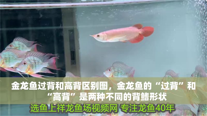 金龍魚過背和高背區別圖，金龍魚的“過背”和“高背”是兩種不同的背鰭形狀