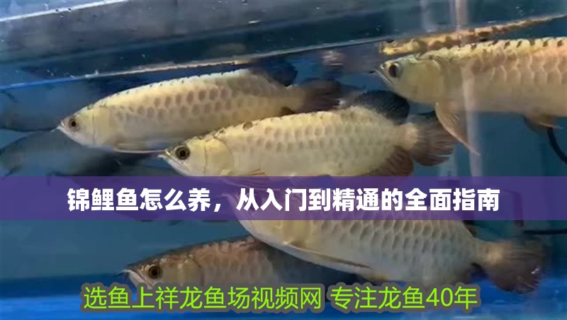 錦鯉魚怎么養，從入門到精通的全面指南 錦鯉魚怎么養，從入門到精通的全面指南 龍魚百科 第1張