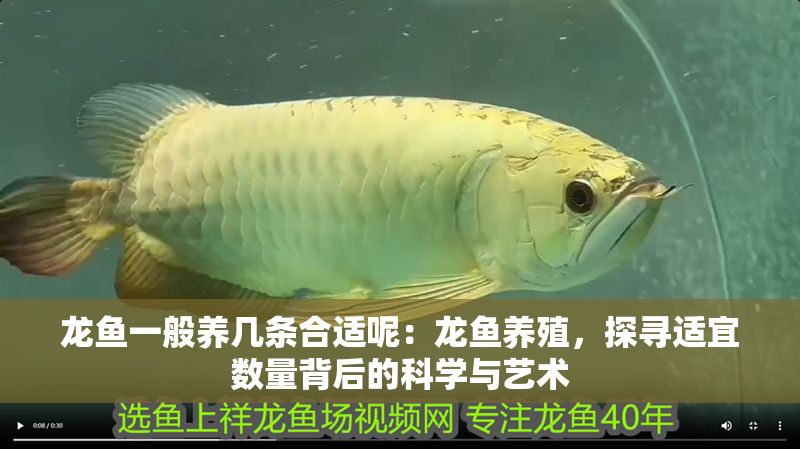 龍魚一般養幾條合適呢：龍魚養殖，探尋適宜數量背后的科學與藝術