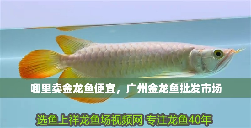 哪里賣金龍魚便宜,廣州金龍魚批發(fā)市場 龍魚百科 第1張 哪里賣金龍魚便宜,廣州金龍魚批發(fā)市場 哪里賣金龍魚便宜,廣州金龍魚批發(fā)市場 龍魚百科 第1張