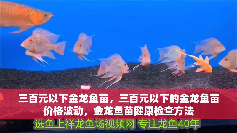 三百元以下金龍魚苗，三百元以下的金龍魚苗價格波動，金龍魚苗健康檢查方法
