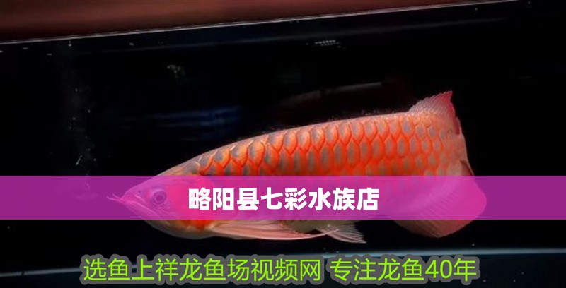 略陽縣七彩水族店 略陽縣七彩水族店 全國水族館企業(yè)名錄 第1張