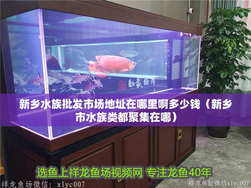 新鄉水族批發市場地址在哪里啊多少錢（新鄉市水族類都聚集在哪）