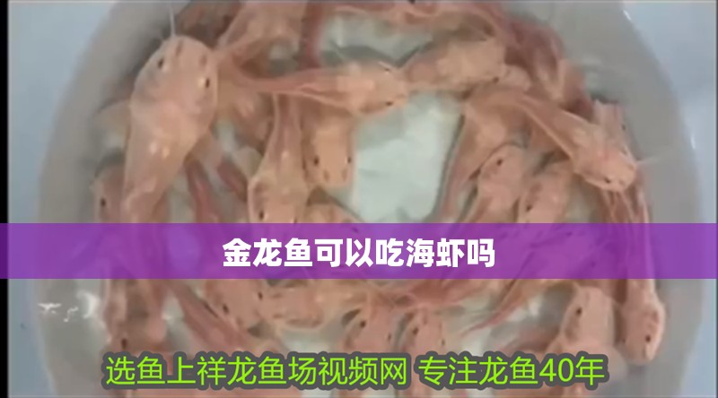 金龍魚可以吃海蝦嗎 金龍魚可以吃海蝦嗎 龍魚百科 第1張