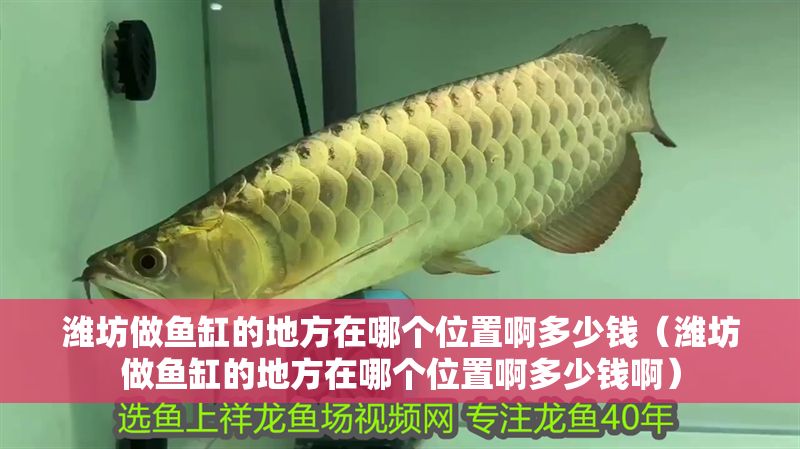濰坊做魚缸的地方在哪個位置啊多少錢（濰坊做魚缸的地方在哪個位置啊多少錢啊）