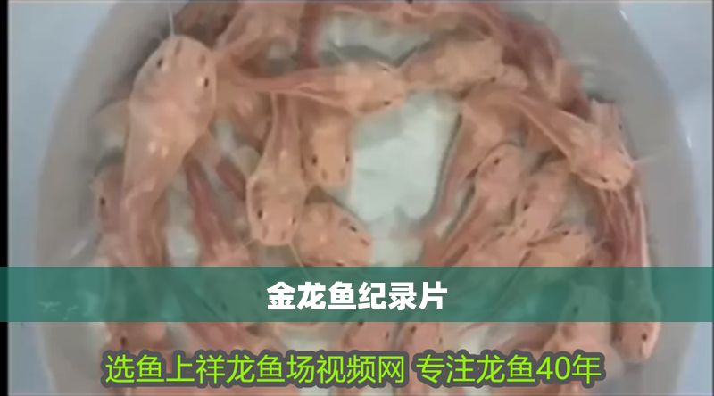 金龍魚紀(jì)錄片