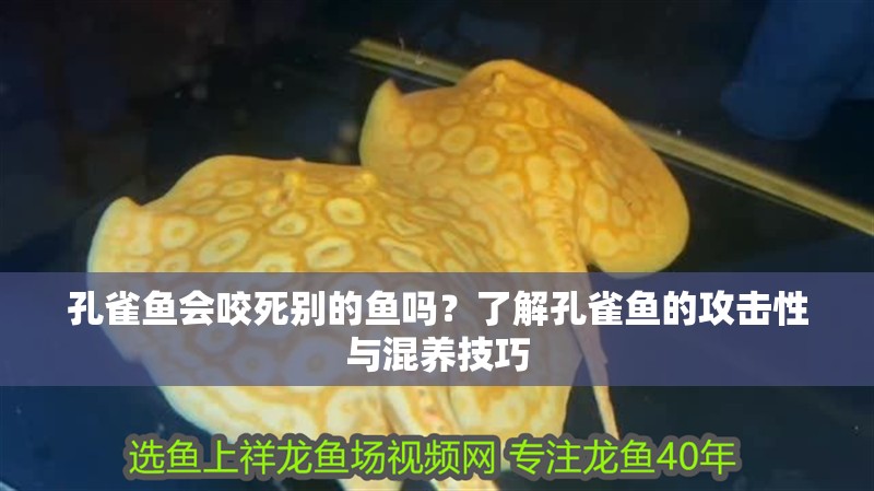 孔雀魚(yú)會(huì)咬死別的魚(yú)嗎？了解孔雀魚(yú)的攻擊性與混養(yǎng)技巧 孔雀魚(yú)會(huì)咬死別的魚(yú)嗎？了解孔雀魚(yú)的攻擊性與混養(yǎng)技巧 龍魚(yú)百科 第1張