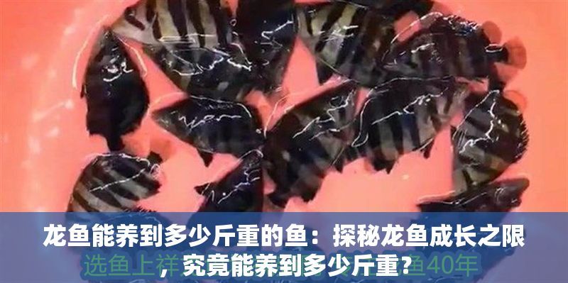 龍魚能養到多少斤重的魚：探秘龍魚成長之限，究竟能養到多少斤重？