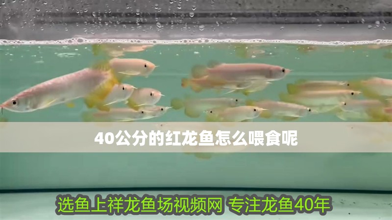 40公分的紅龍魚怎么喂食呢