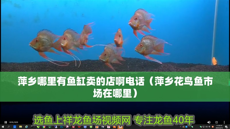 萍鄉哪里有魚缸賣的店啊電話（萍鄉花鳥魚市場在哪里）