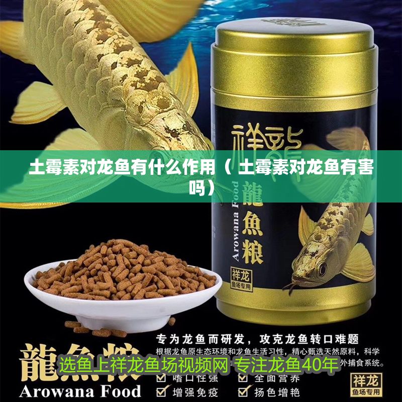 土霉素對龍魚有什么作用( 土霉素對龍魚有害嗎) 龍魚百科 第1張 土霉素對龍魚有什么作用( 土霉素對龍魚有害嗎) 土霉素對龍魚有什么作用( 土霉素對龍魚有害嗎) 龍魚百科 第1張