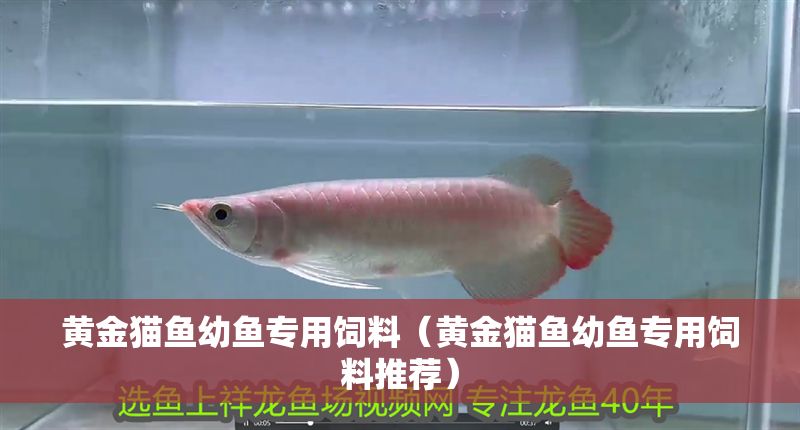 黃金貓魚幼魚專用飼料（黃金貓魚幼魚專用飼料推薦）