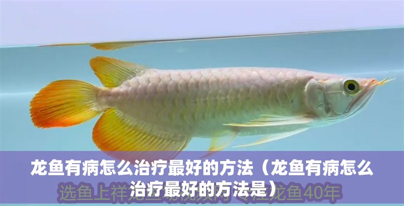龍魚有病怎么治療最好的方法（龍魚有病怎么治療最好的方法是）