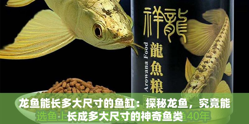 龍魚能長多大尺寸的魚缸：探秘龍魚，究竟能長成多大尺寸的神奇魚類